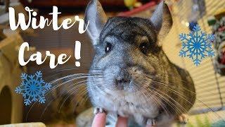 Chinchilla Winter Care