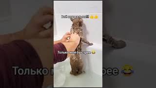 Как правильно купать кота или кошку, #кошка #кот #приколыскотами