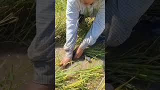 Best fishing video! catch fish under straw at field by hand skills  #shots #topfishing