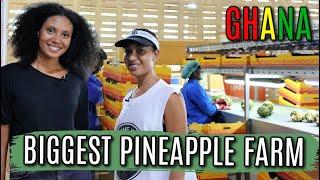 PINEAPPLE FARM IN GHANA EXPORTING 350,000 PINEAPPLES A MONTH! |  Agriculture in Ghana