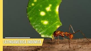 La fauna de los extremos de América Latina | EPISODIO COMPLETO