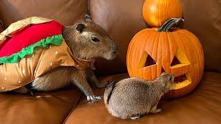 Gort Carves His First Pumpkin