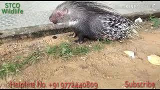 Rescued Porcupine - Team STCO