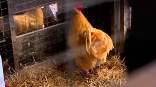 Banding Brood Stock | Farm Raised With P. Allen Smith