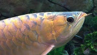 Biggest Golden Arowana Tank (Scleropages formosus) BEAUTIFUL // in Full High Definition