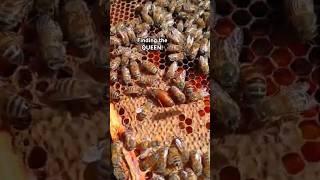 Queen Bee looking healthy! #beeinspection #beekeeper #beehive #honeybees #spotted #queenbee