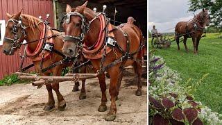 GOTTA LOVE THOSE SUFOLK PUNCH DRAFT HORSES #677