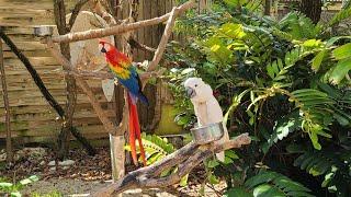 Amazing Parrot Tricks at Theater of the Sea in Islamorada Florida Keys