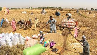 Incredible Traditional Village Life Pakistan | Wheat Harvesting with Oxen | Old Culture Punjab