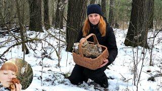 MUSHROOMS AFTER FROST: how they feel and how they grow