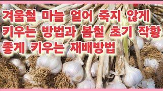 겨울철 마늘 얼어 죽지 않게 키우는 재배방법과 봄철 초기 작황 좋게 키우는 재배방법(농사의신)