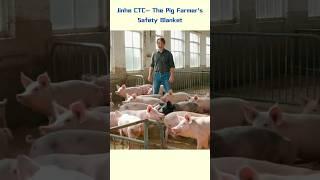 Scared of Red Skin Disease? Farmers Found a Way!  #pig #jinhe #ctc  #farmanimalct #pigfeed