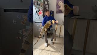 How can I not share with him  #foryou #youtubeshorts #animals #shrots #explore #pets