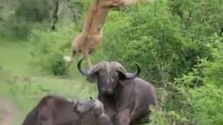 lion vs buffalo@animal World,home of nature