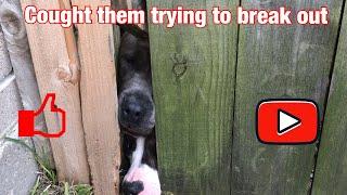 They are trying to breakout!  American Bully. Ultra Class Family
