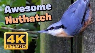 Awesome Nuthatch - One of the UK's Most Amazing Birds #birds