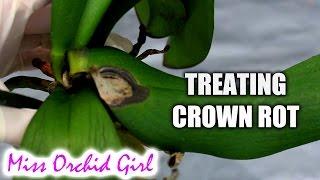 How to save Orchids from crown rot using non toxic substances (New 2022 Tutorial in Description!)