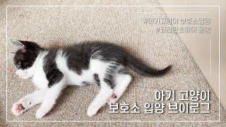 VLOG 아기고양이 입양 브이로그 l 고양이 보호소입양 l #코리안숏헤어 l 고양이꿀탱