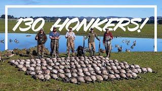 6 GUNS, 130 GEESE DOWN!! New Zealand Goose Hunting