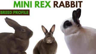 Mini Rex Breed Profile History - Traits - Price - Mini Rex Grooming Needs - Lifespan