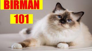 Birman Cat 101 | Must Watch BEFORE Getting a BIRMAN CAT