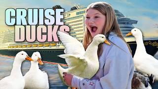 We HID 20 DUCKS on a CRUiSE SHiP!