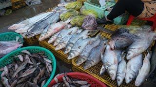 Compilation Fish Market in The Phnom Penh - Early Morning Fish Market Scenes