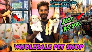  மிக குறைந்த விலையில் wholesale pet shop‍ | starting at just Rs 500 | exotic pet shop