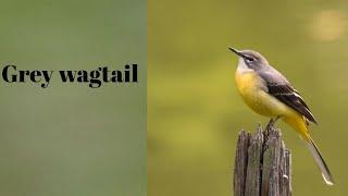 Grey wagtail