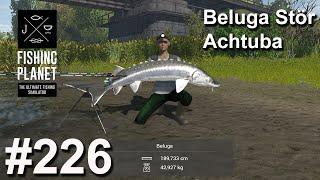 Beluga Stör an der Achtuba | Fishing Planet #226 | Deutsch | UnderwaterFrank