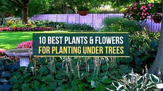 10 Best Plants & Flowers for Planting Under Trees - Tips for Planting in Shade 