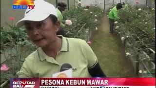 PESONA KEBUN MAWAR