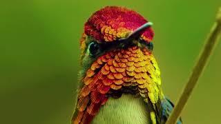 Meet the world's smallest bird | Cuba's "bee hummingbird" |  World's Smallest Bird | Bee Hummingbird