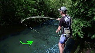 Fly Fishing The BEST TROUT STREAM In North Carolina! (Insane Jorney)