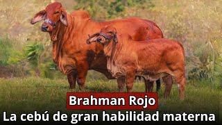 Brahman Rojo: La cebú de gran habilidad materna y precocidad