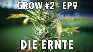 GROW Season 2  Outdoor - Episode 9 - Die Ernte 🪴 2x Sticky Orange XXL Auto 🪴 1x Cosmos F1 CBD