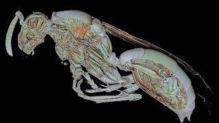 Micro CT study of the common European paper wasp Polistes gallicus High definition
