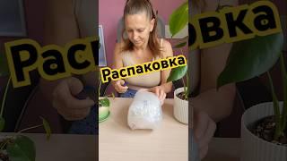 Распаковочка! Ура! #распаковка #кашпо #комнатныецветы #цветовод #монстера #филодендрон
