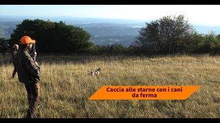 Caccia alle starne coi cani da ferma