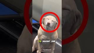 This Dog Really Missed Her Owner 