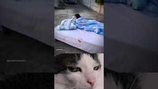 Bed car #memes #cat #trending #funny #shorts #viralvideo