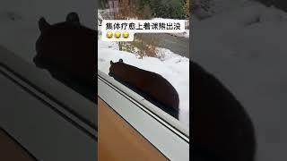 熊出没#疗愈 #心灵 #修心修行 #萨满疗愈