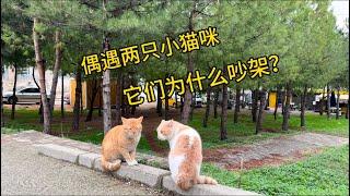 偶遇两只小猫咪—它们为什么吵架#cat #土耳其 #sokakkedisi