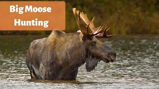 Hunting for BIG moose bulls - Moose hunting