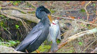 ANHINGA BEATING FISH AND SWALLOWING WHOLE