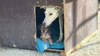 The New Mother is Recovering Together with her Puppies  ️‍🩹  - Takis Shelter