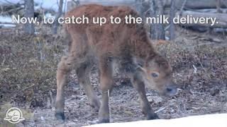 First Steps - Wood Buffalo National Park