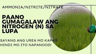 NITROGEN FERTILIZER MOVEMENT IN SOIL