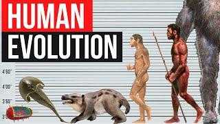 Human Evolution | By Years