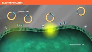 The Mechanism of Transformation with Competent Cells